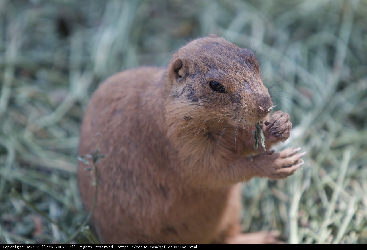 Grass-Fed Ground Squirrel