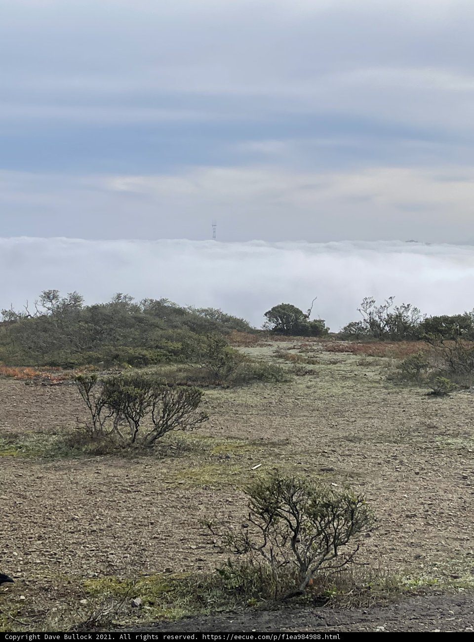 Rolling in the Fog