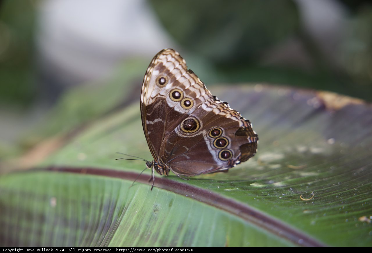 Delicate Wings of Wonder