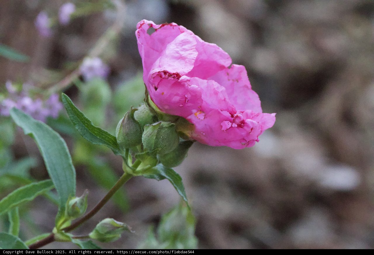 Blooming Elegance