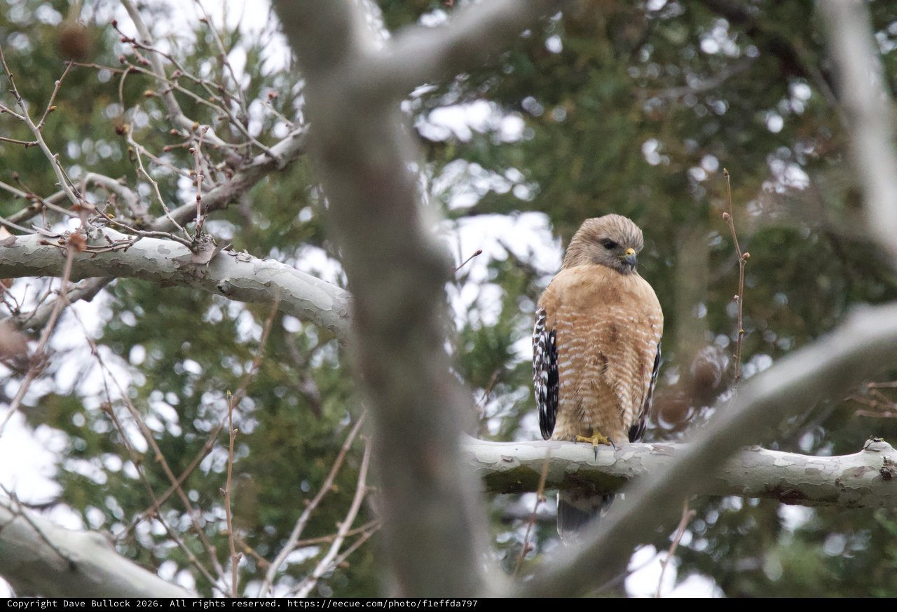 Red-Shouldered Hawk Perched in Winter Forest