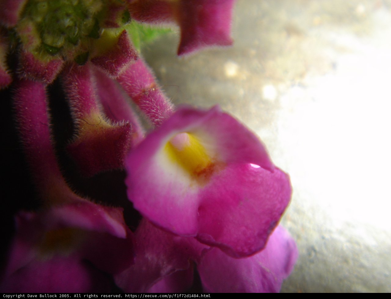 Bold Begonia