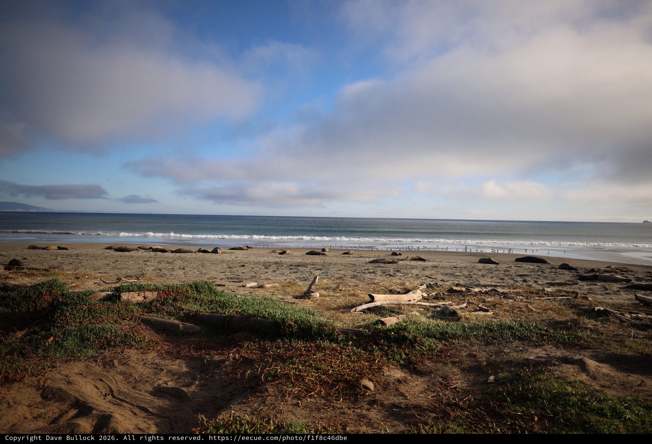 Tranquil Coastal Scene at Drakes Beach with Elephant Seals