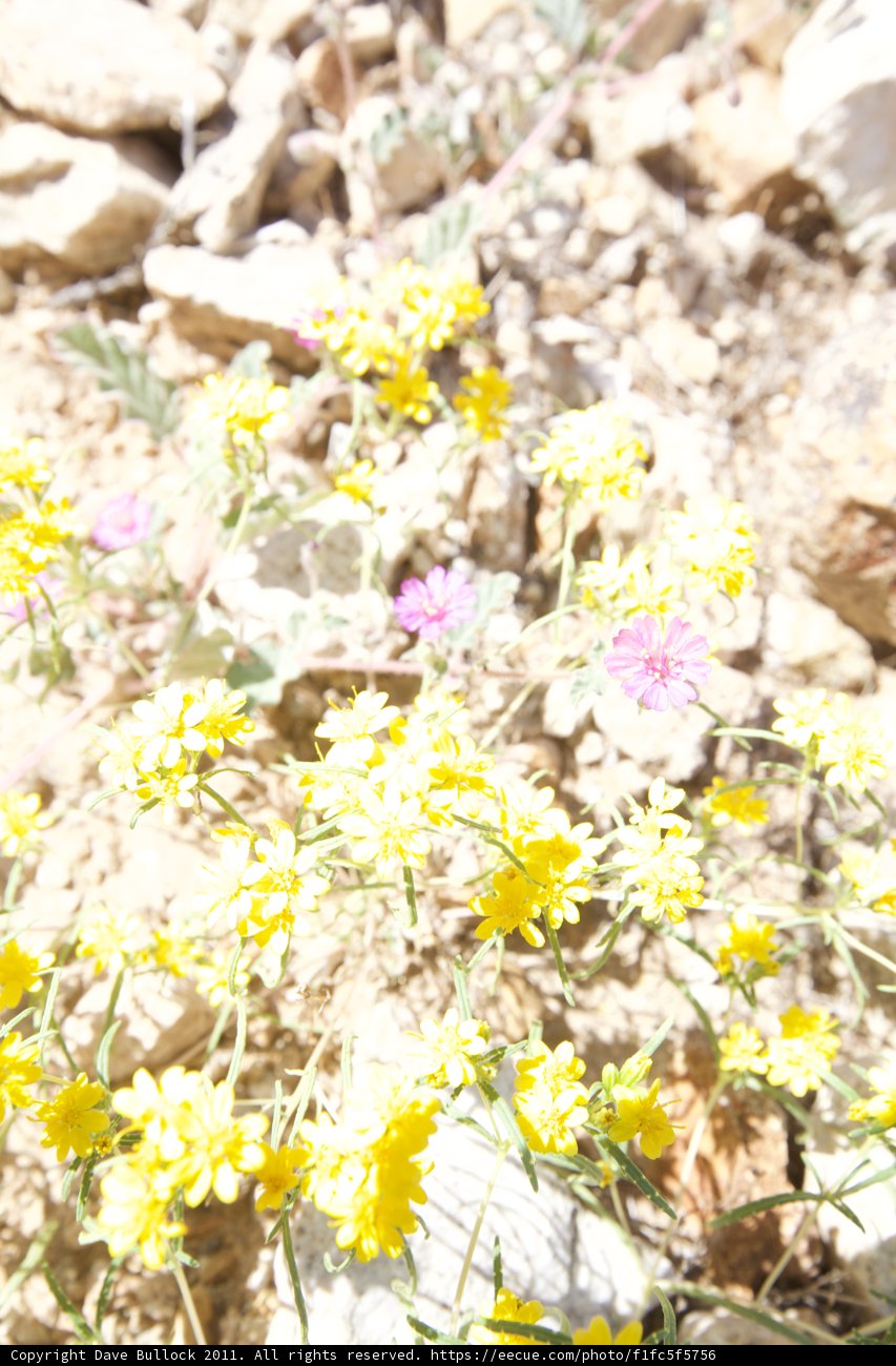 Sunny Daisy in the Desert