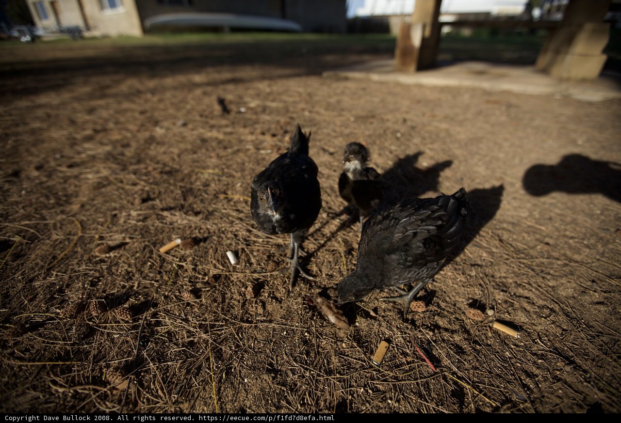 Three black birds near a house