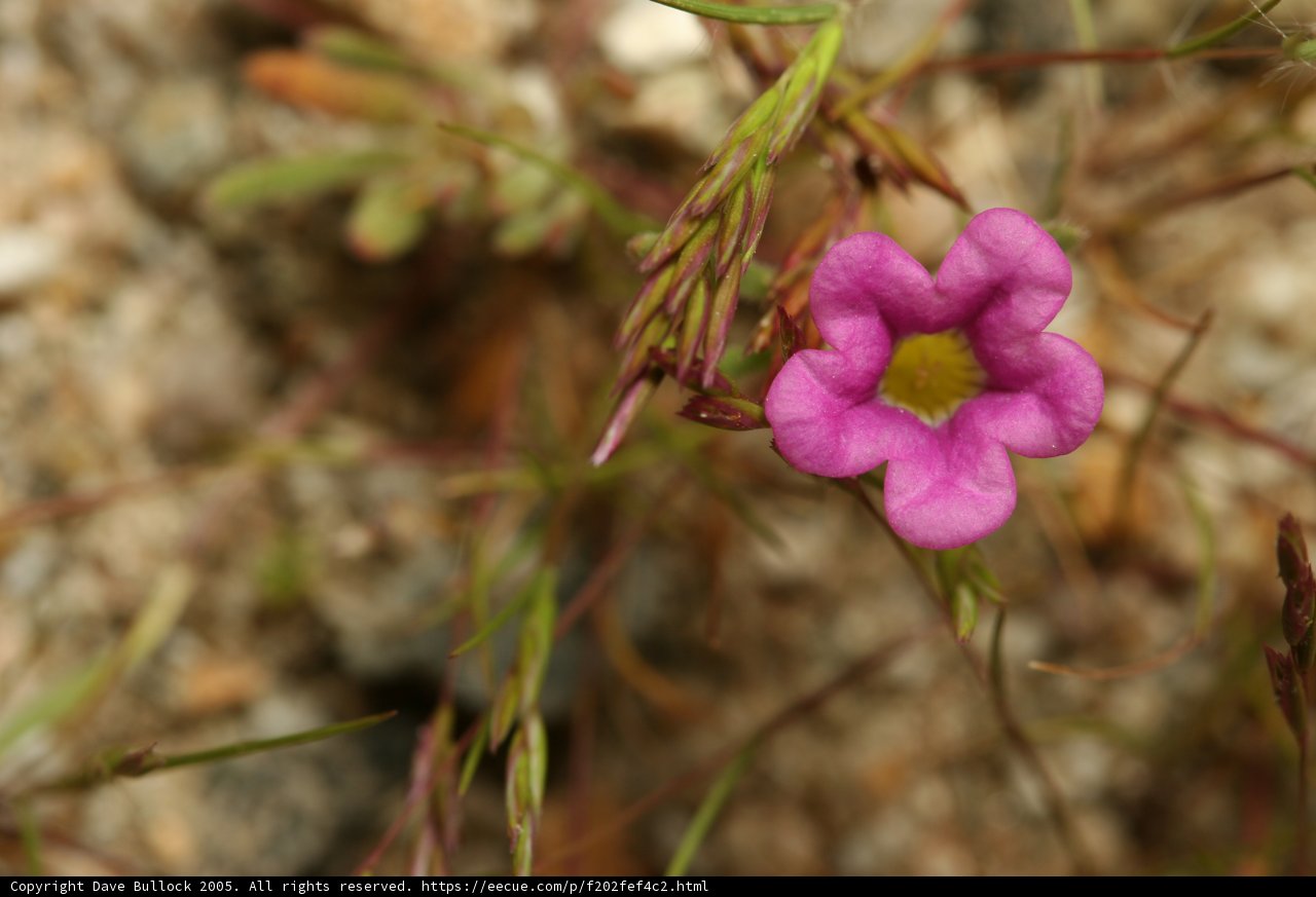 Pink Geranium Flower