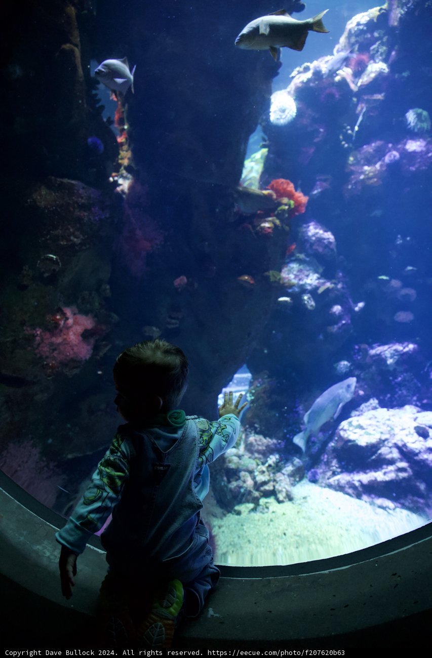 Captivated by the Underwater Wonderland