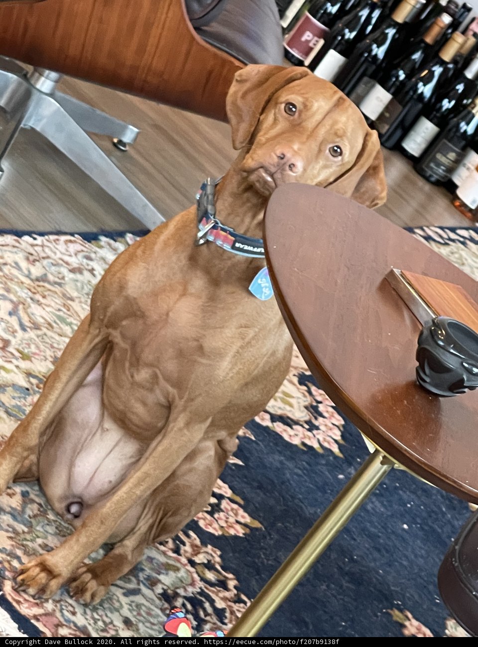The Elegant Vizsla and The Plywood Dining Table