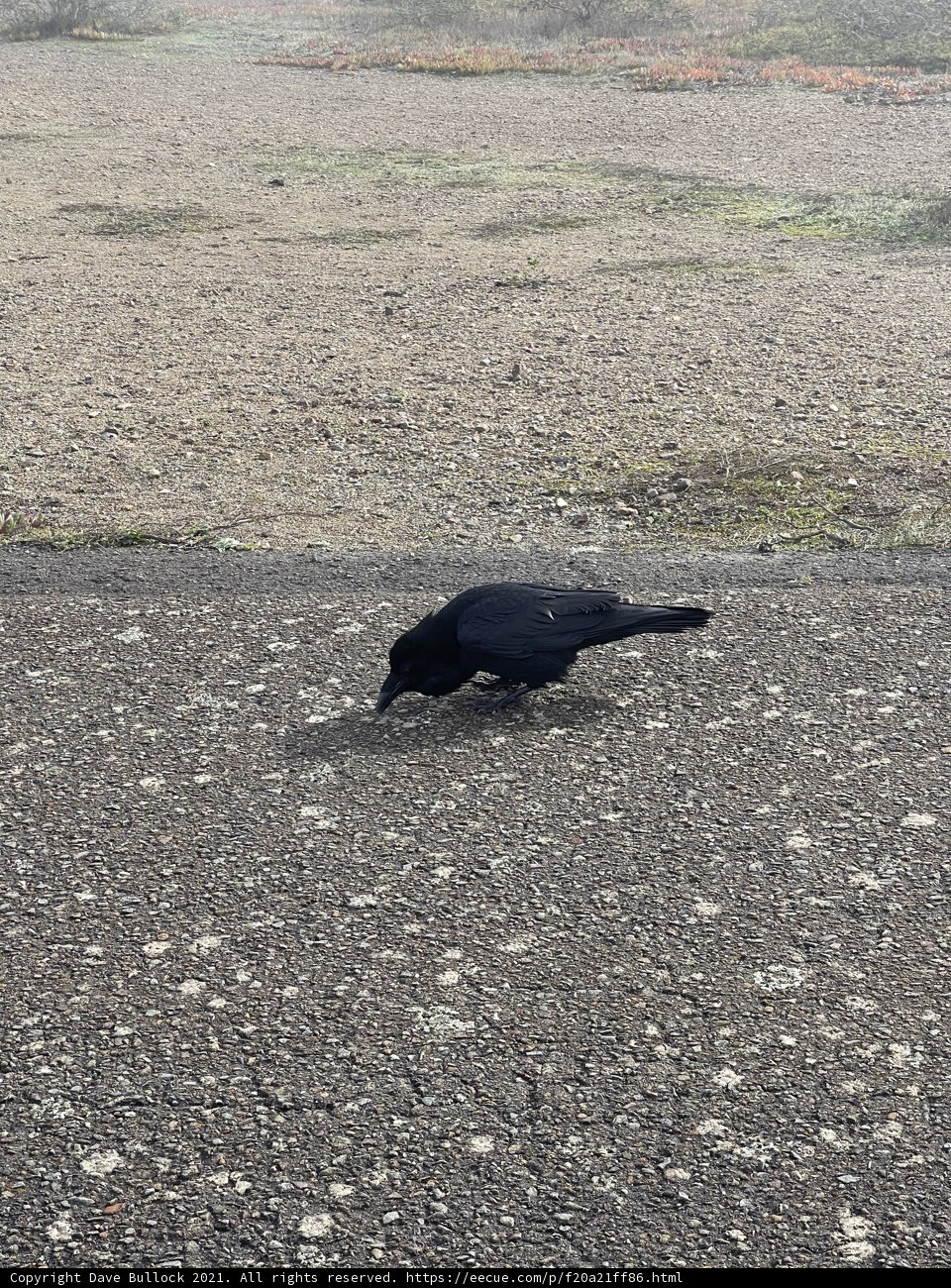 A Blackbird Strolling on the Tarmac