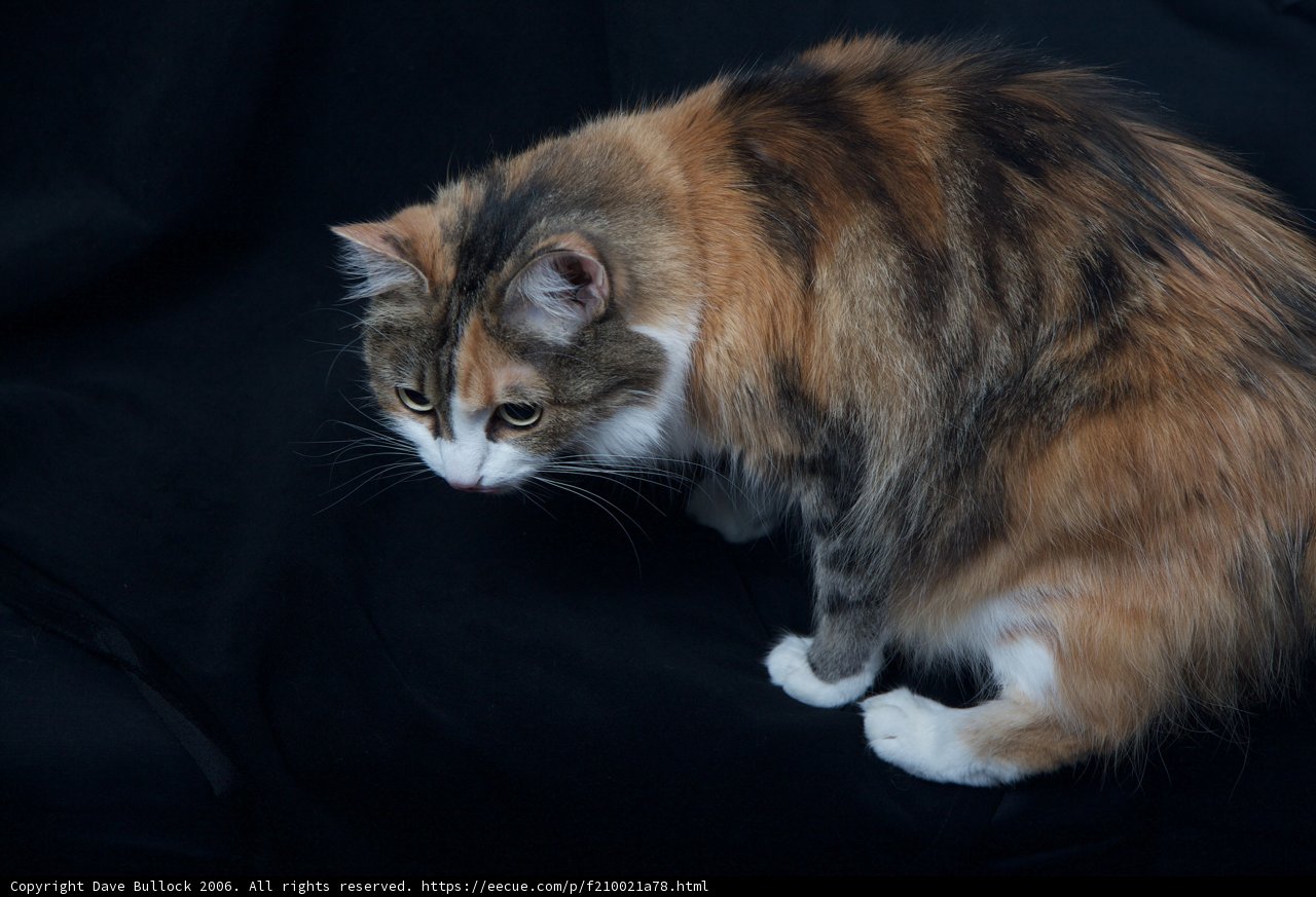 The Calico Contemplation