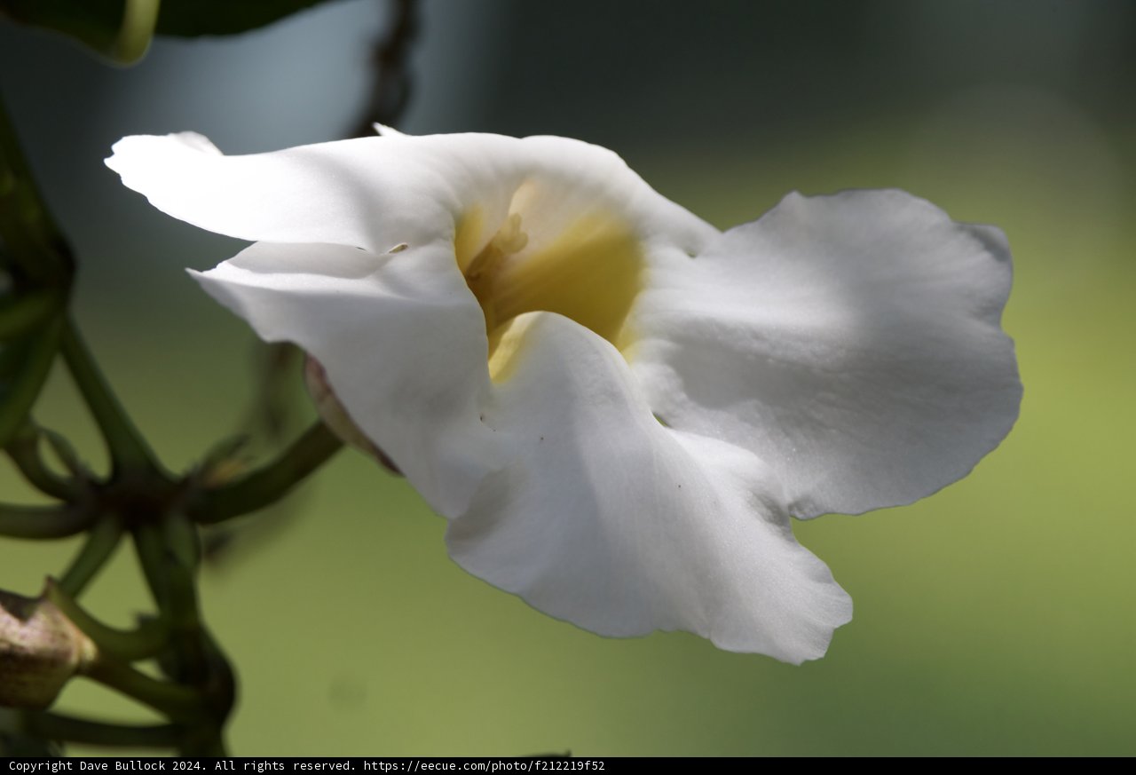 Elegance in Bloom: A Serene Lily at Honolulu Zoo