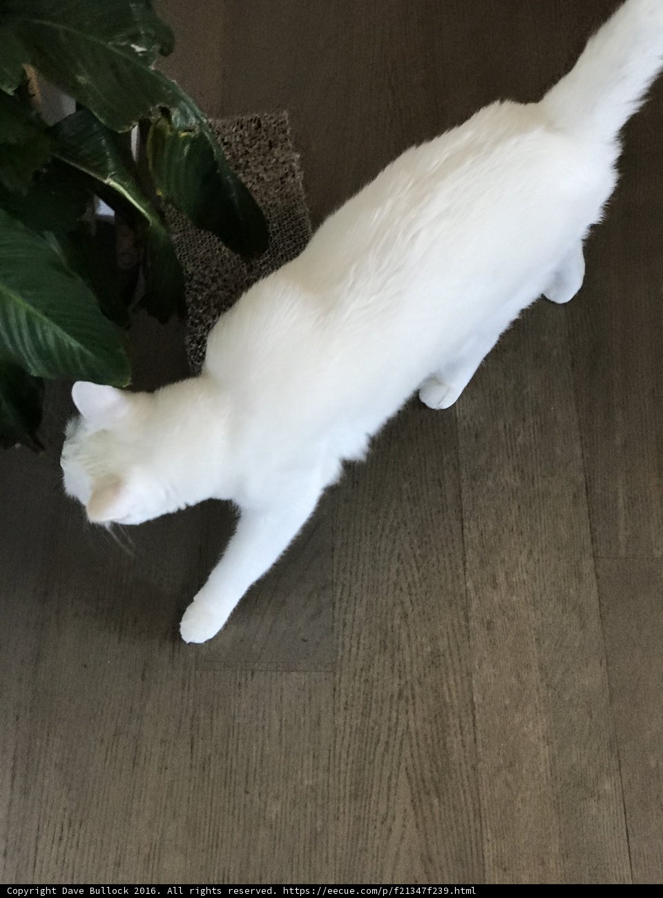 White Cat Strolls Through Lush Foliage