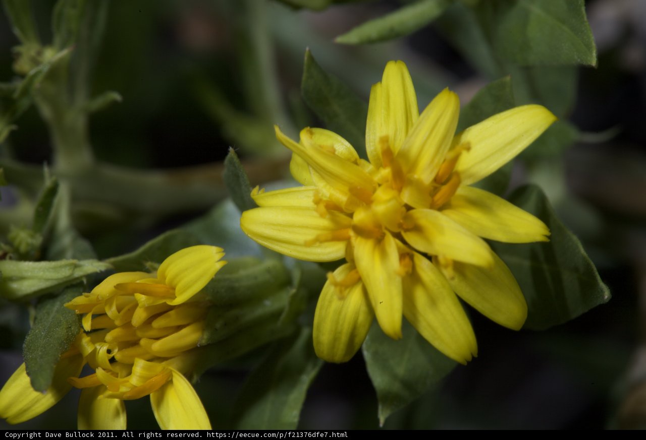 Sunny Pollen Gatherer