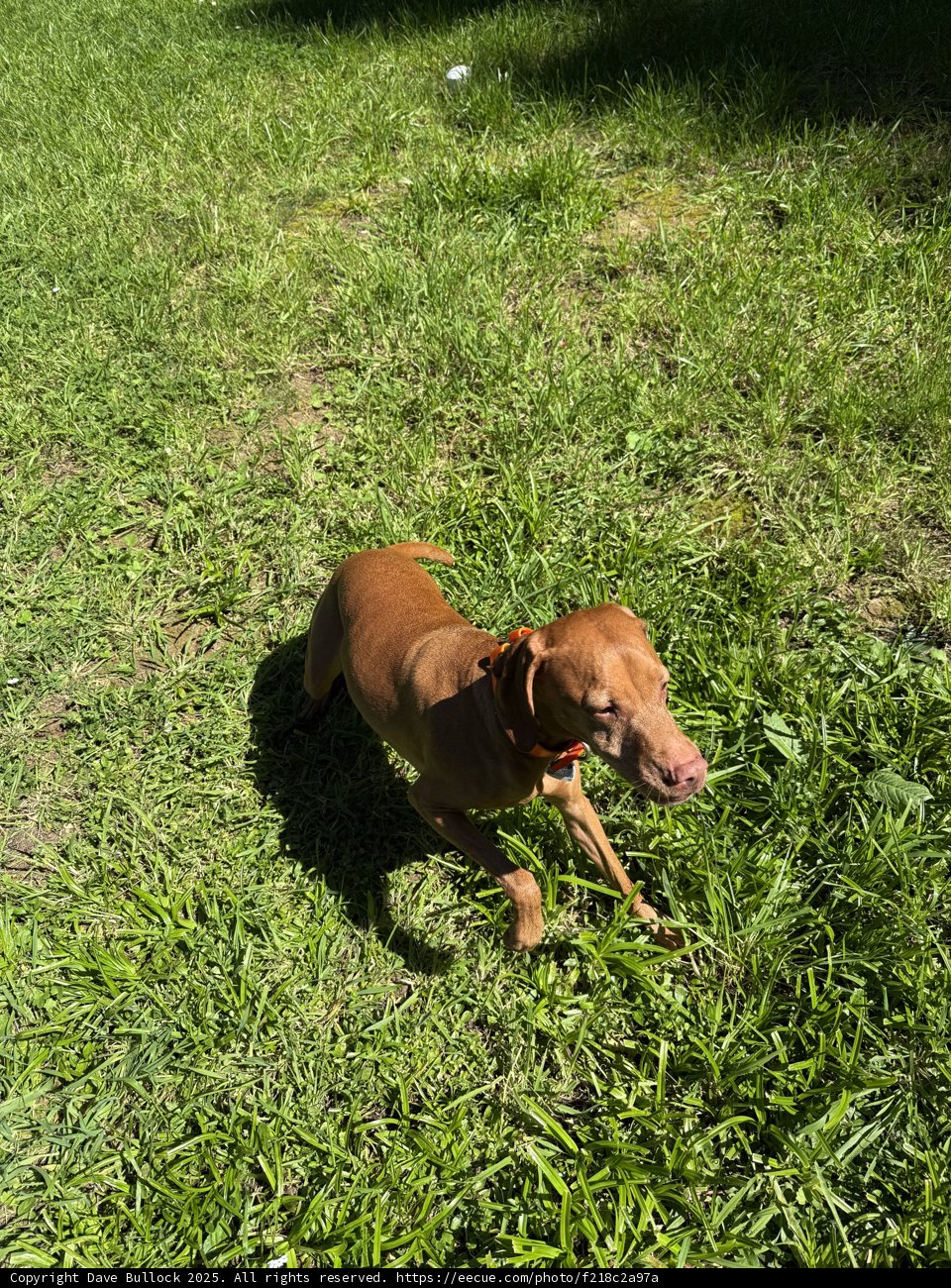 Springtime Frolic