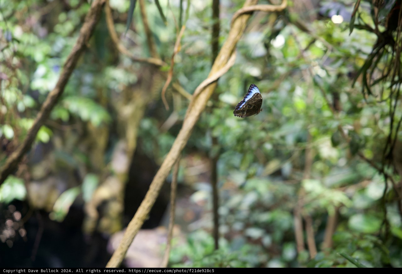 A Spectrum of Nature: Butterfly's Voyage through the Jungle