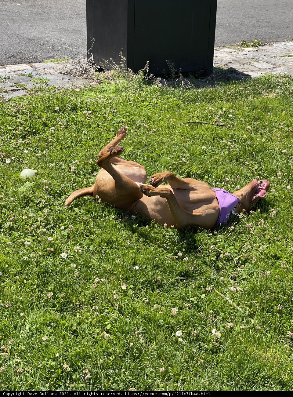 Sunbathing Pup