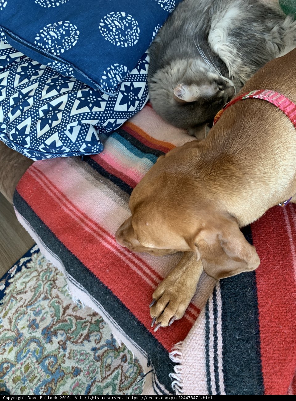 Furry Friends Relaxing on a Couch