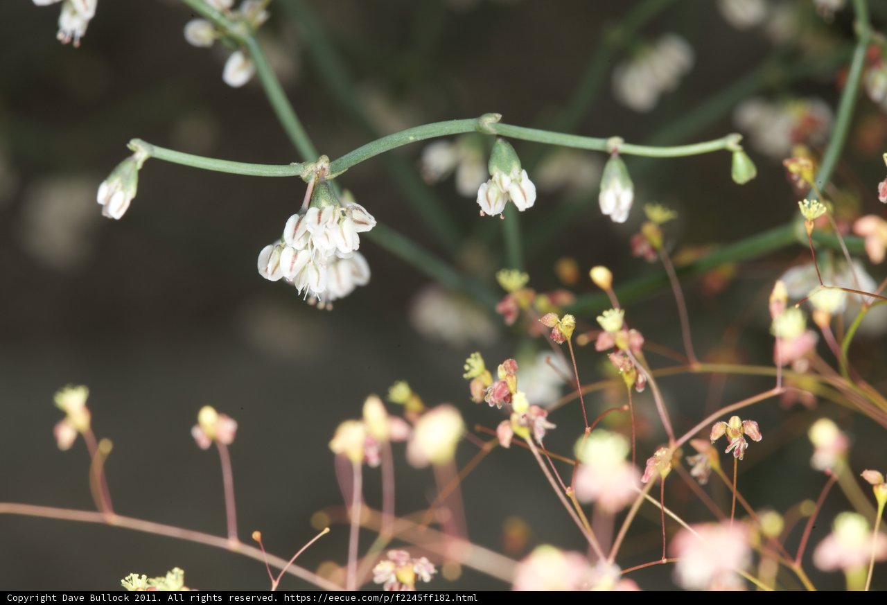 Geranium Bud Blossoming