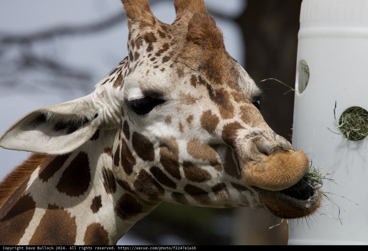Majestic Munching at SF Zoo, 2024