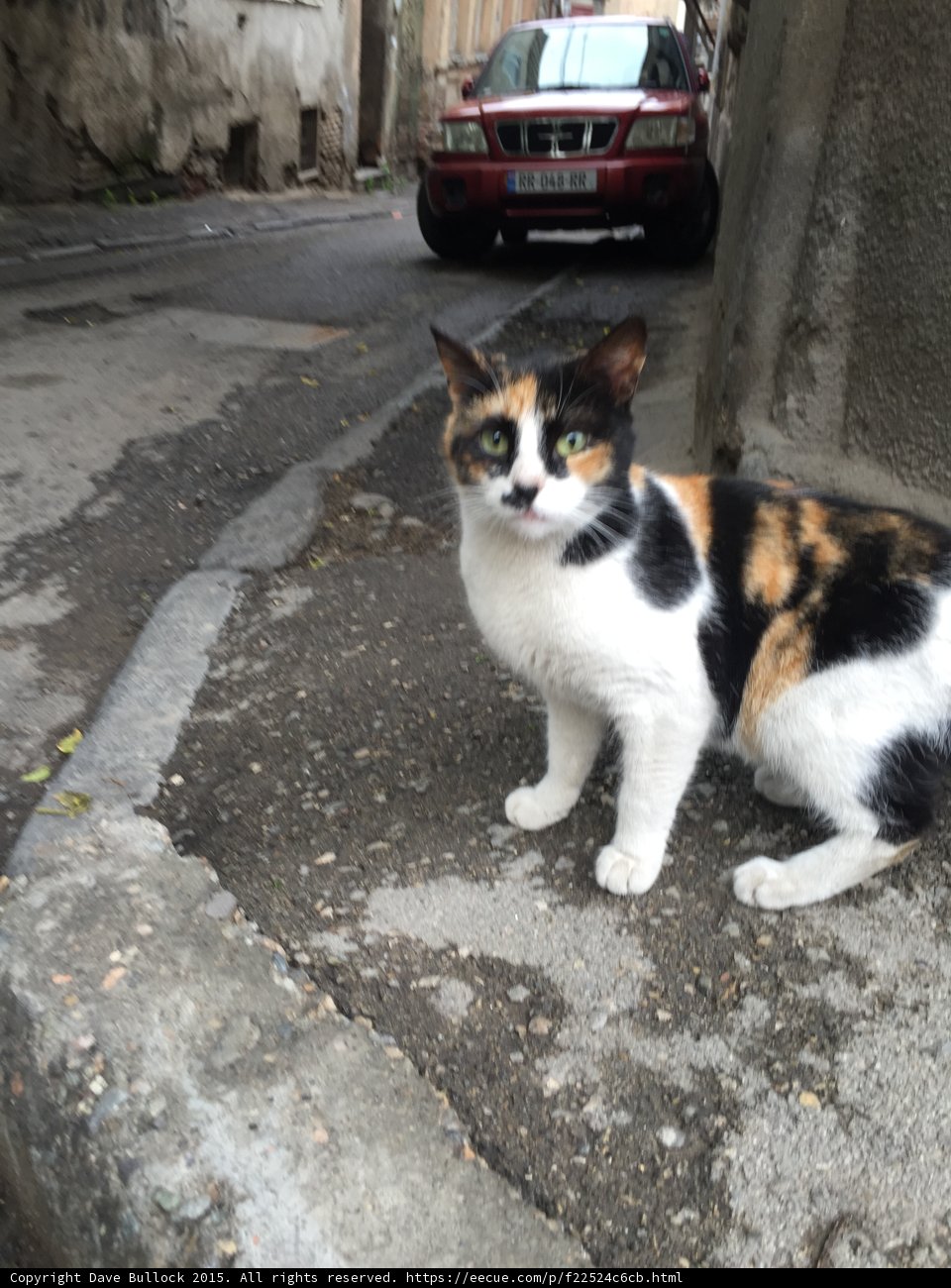 Portrait of a Tbilisi Street Cat
