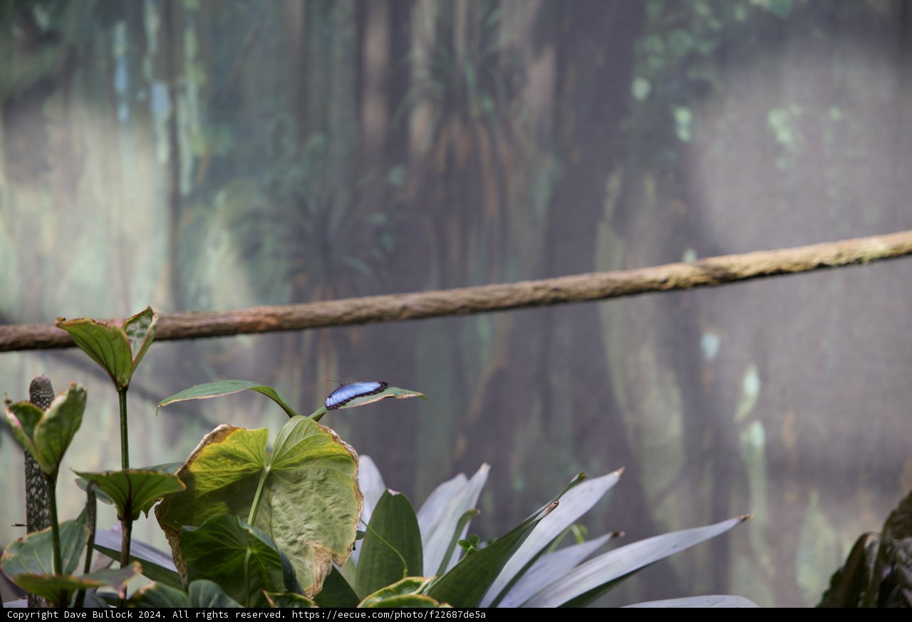 Vibrant Rainforest Symphony