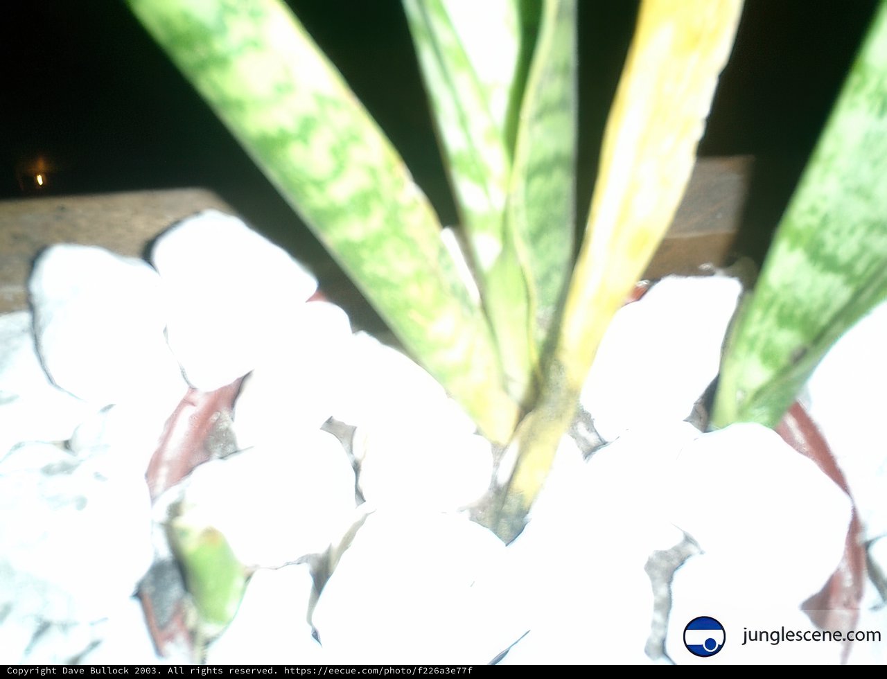 Nature's Beauty in a Pot