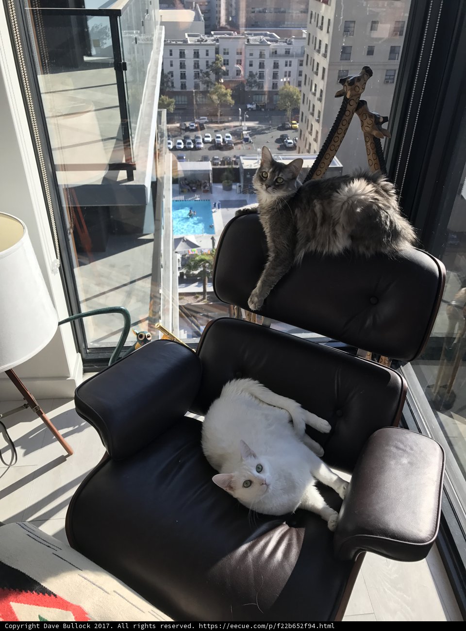 Feline Furnishings