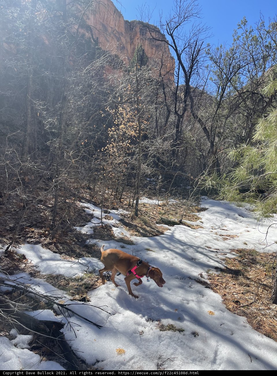 Running Wild in the Snowy Woods