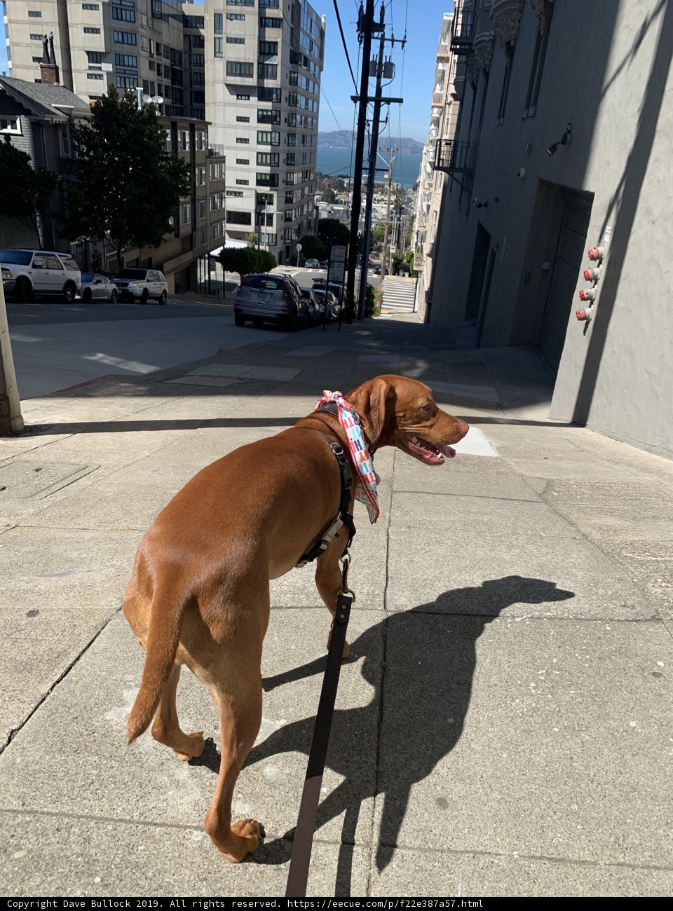Sidewalk Stroll