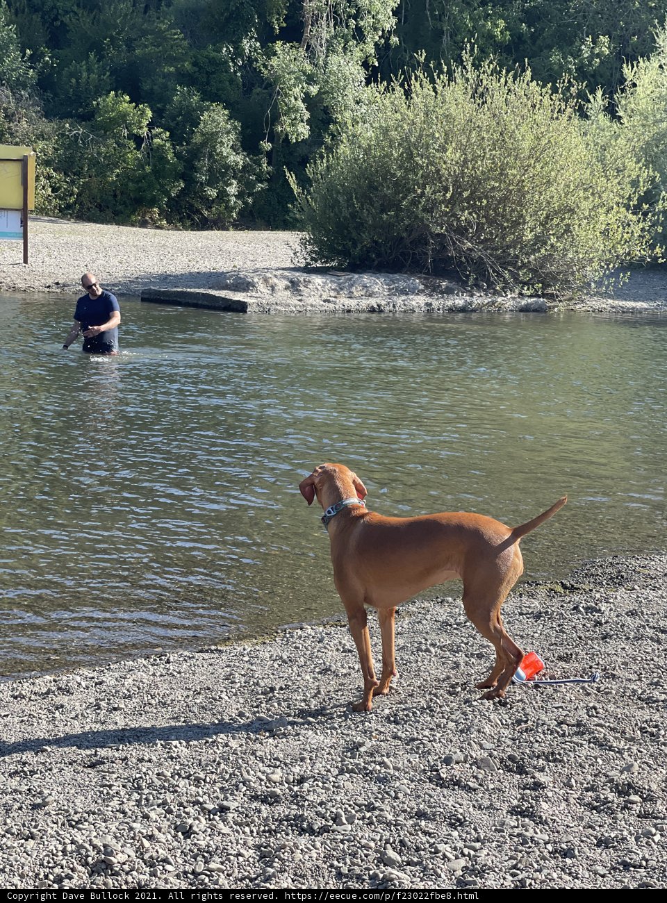 River Dog at Monte Rio Beach