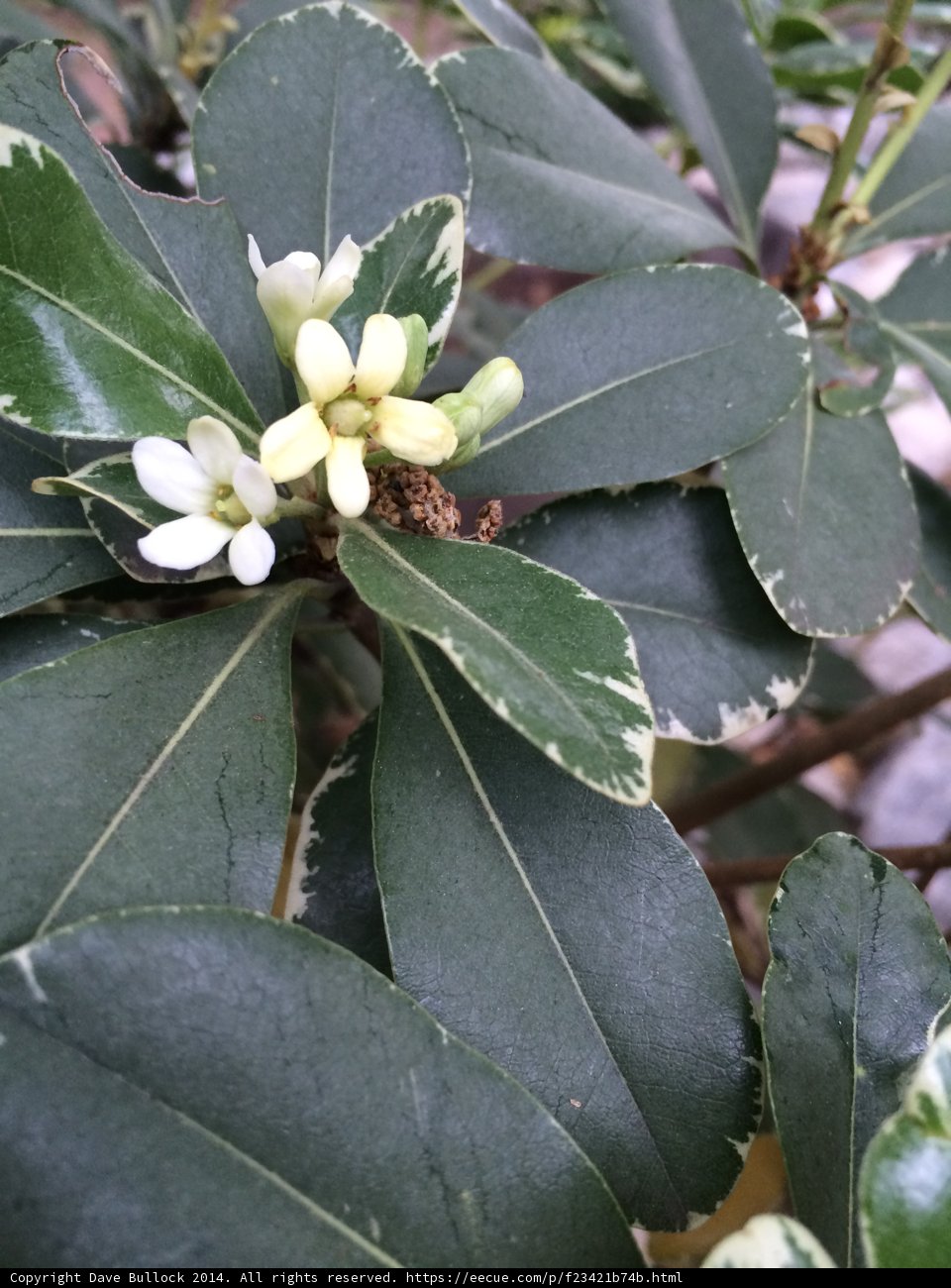 Petite Flower on a Leafy Branch