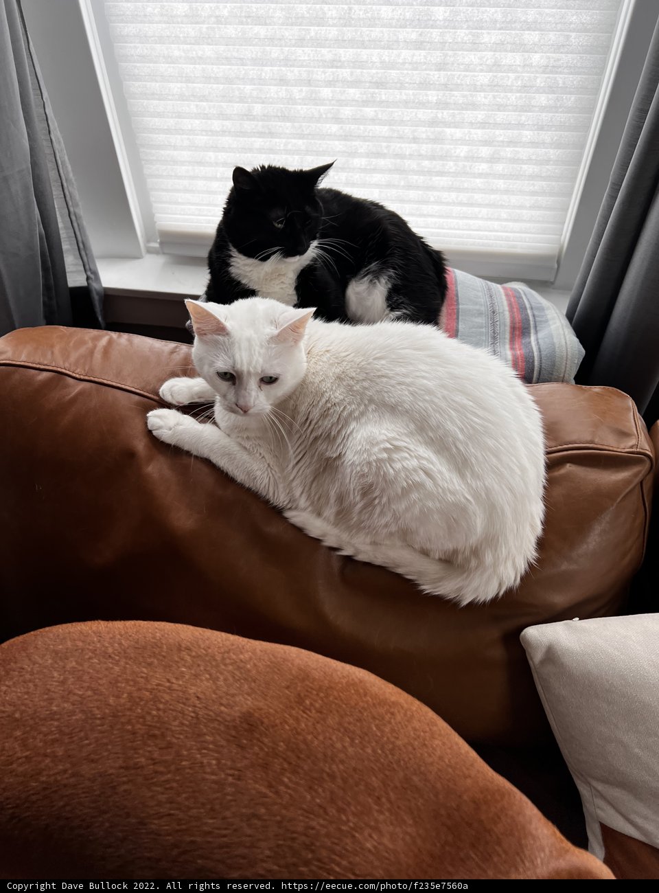 Cozy Cat Nap