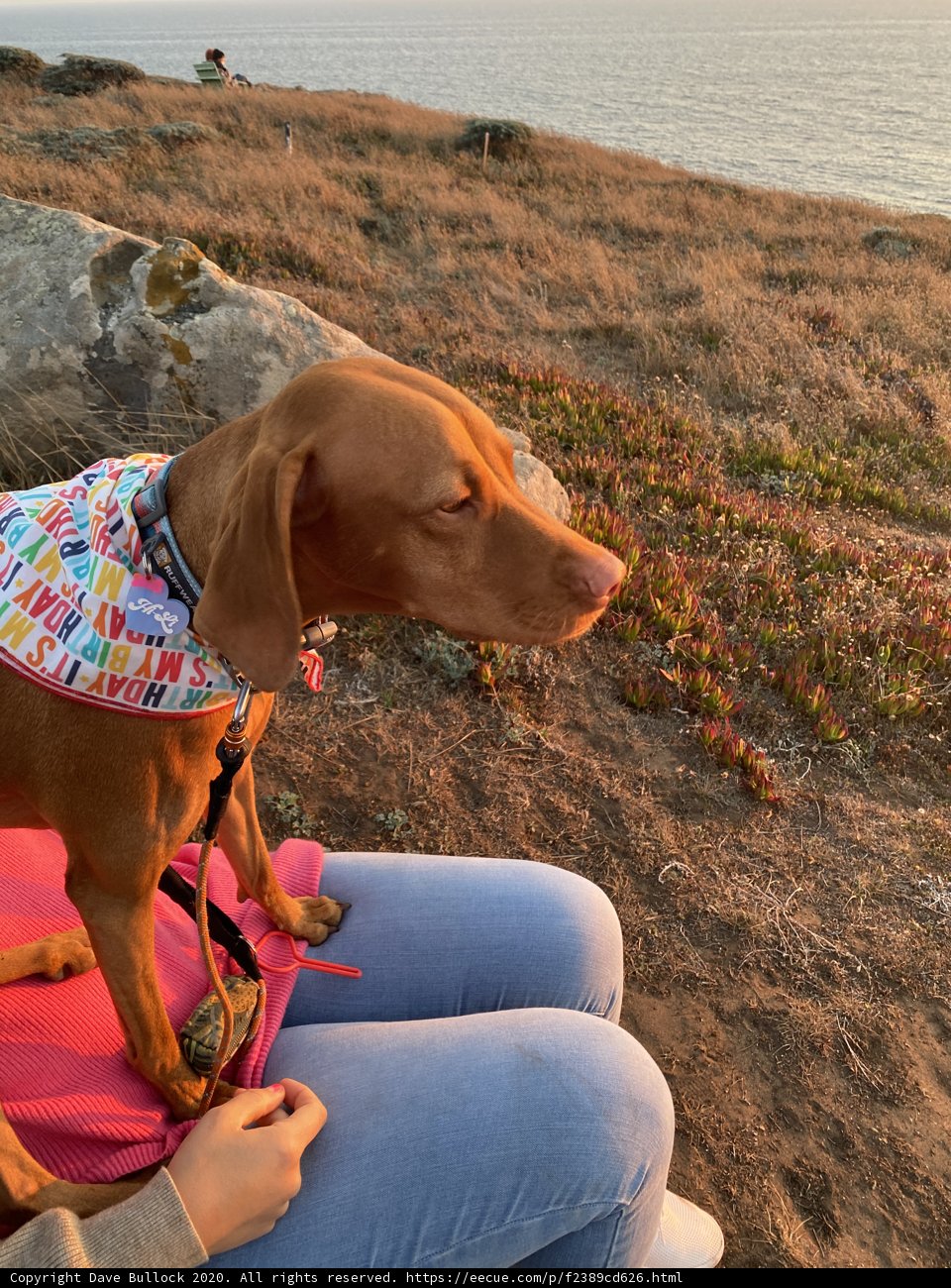 Dog and Woman Sharing a Moment on the Rocks