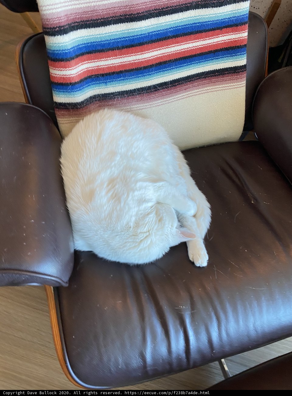 Cozy Cat