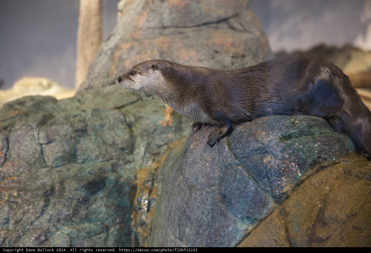 Otterly Adorable: Stand Tall