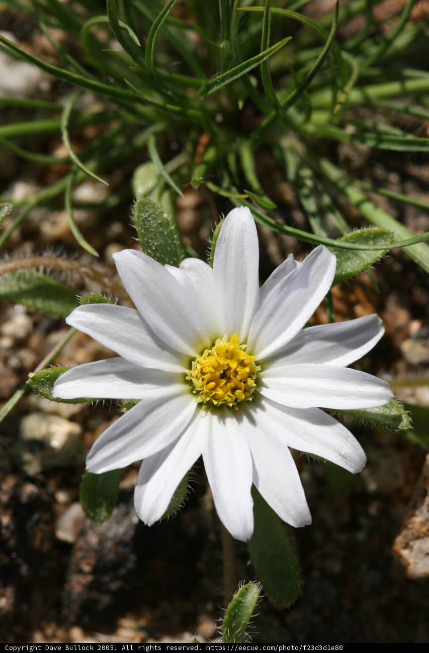 Beautiful Daisy Blooming in Springtime