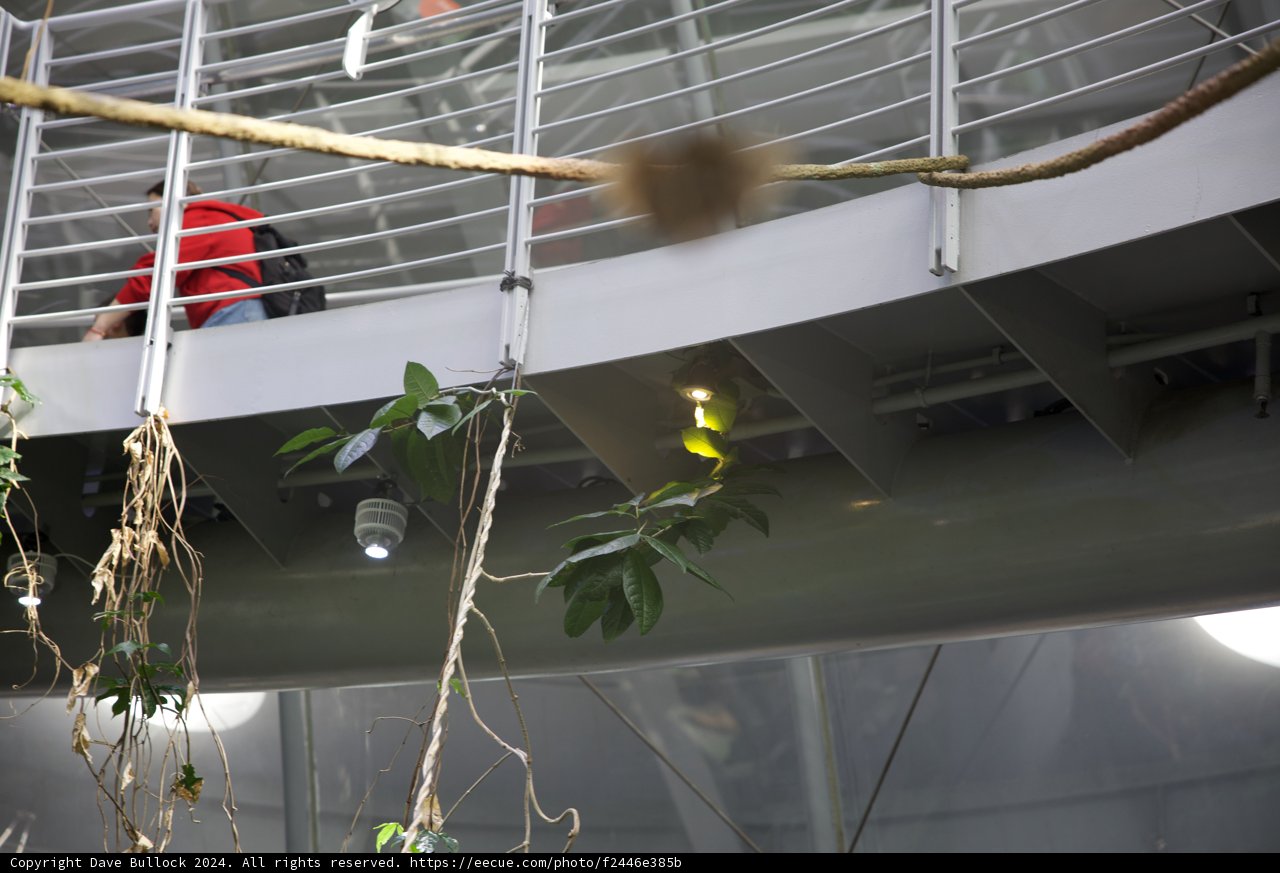 The Serene Explorer in the Rainforest Canopy