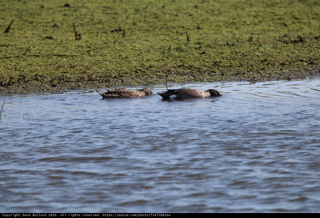 Pair of Northern Shoveler Ducks Resting in Wetland Water
