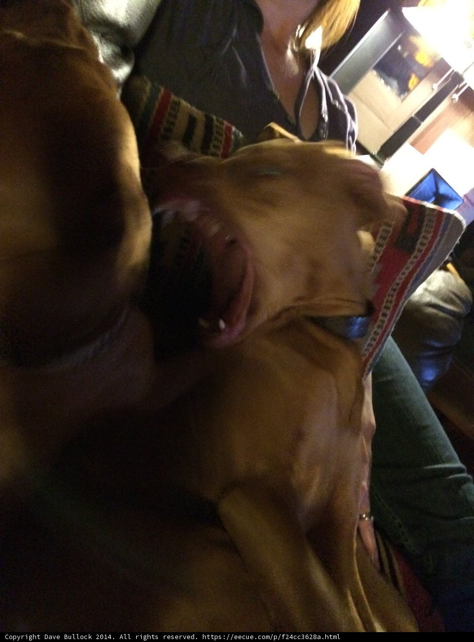 Comfy Canine on Couch