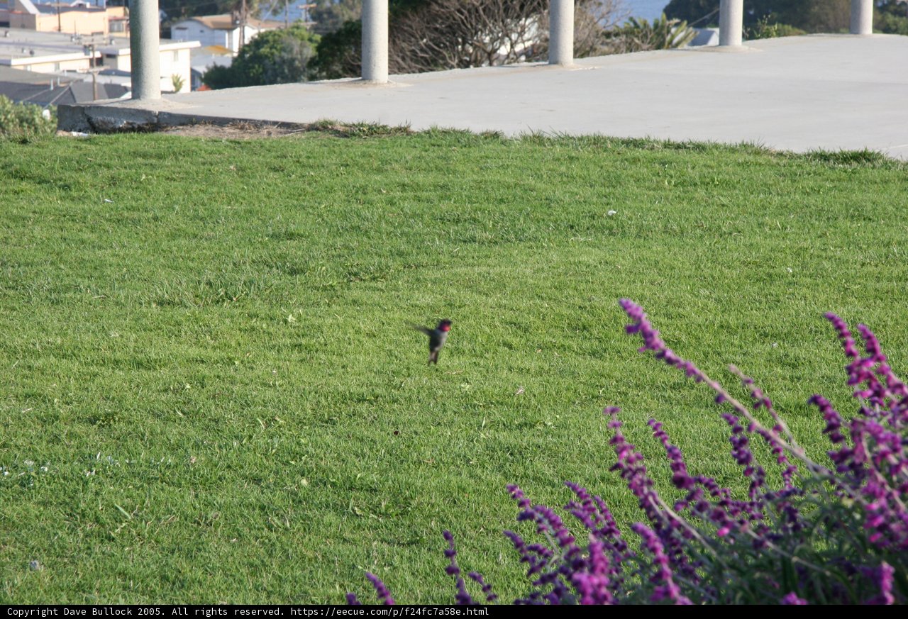 Bird in the Grass