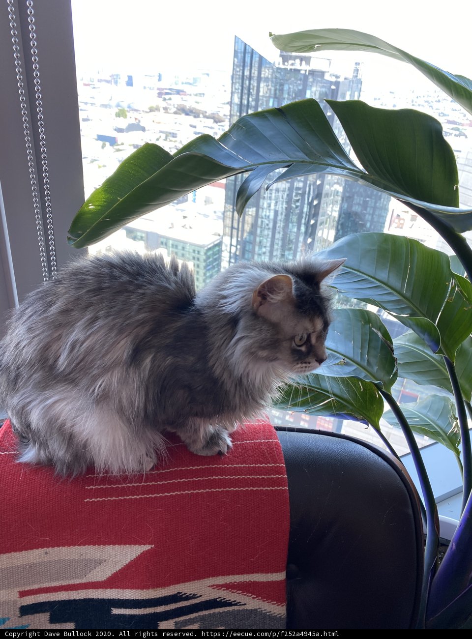 Feline Home Decor