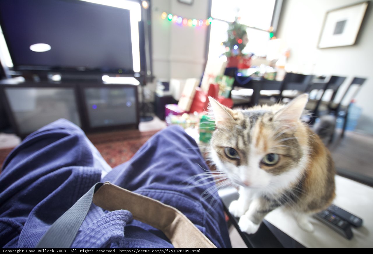 Lap Cat at Christmas