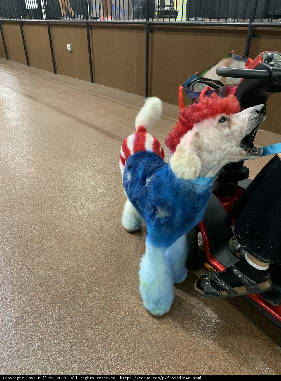 Patriotic Poodle on a Scooter