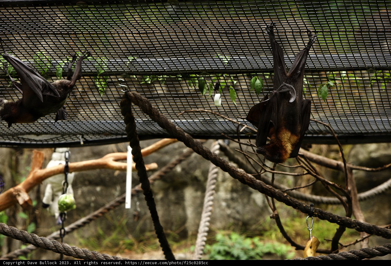 Chiroptera Chronicles