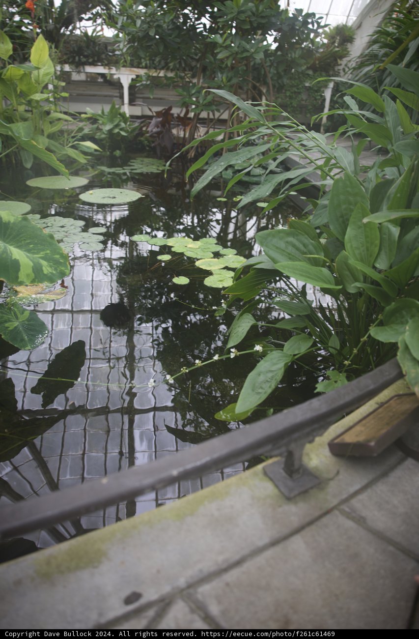 Tranquil Pond, Golden Gate Park's Floral Conservatory