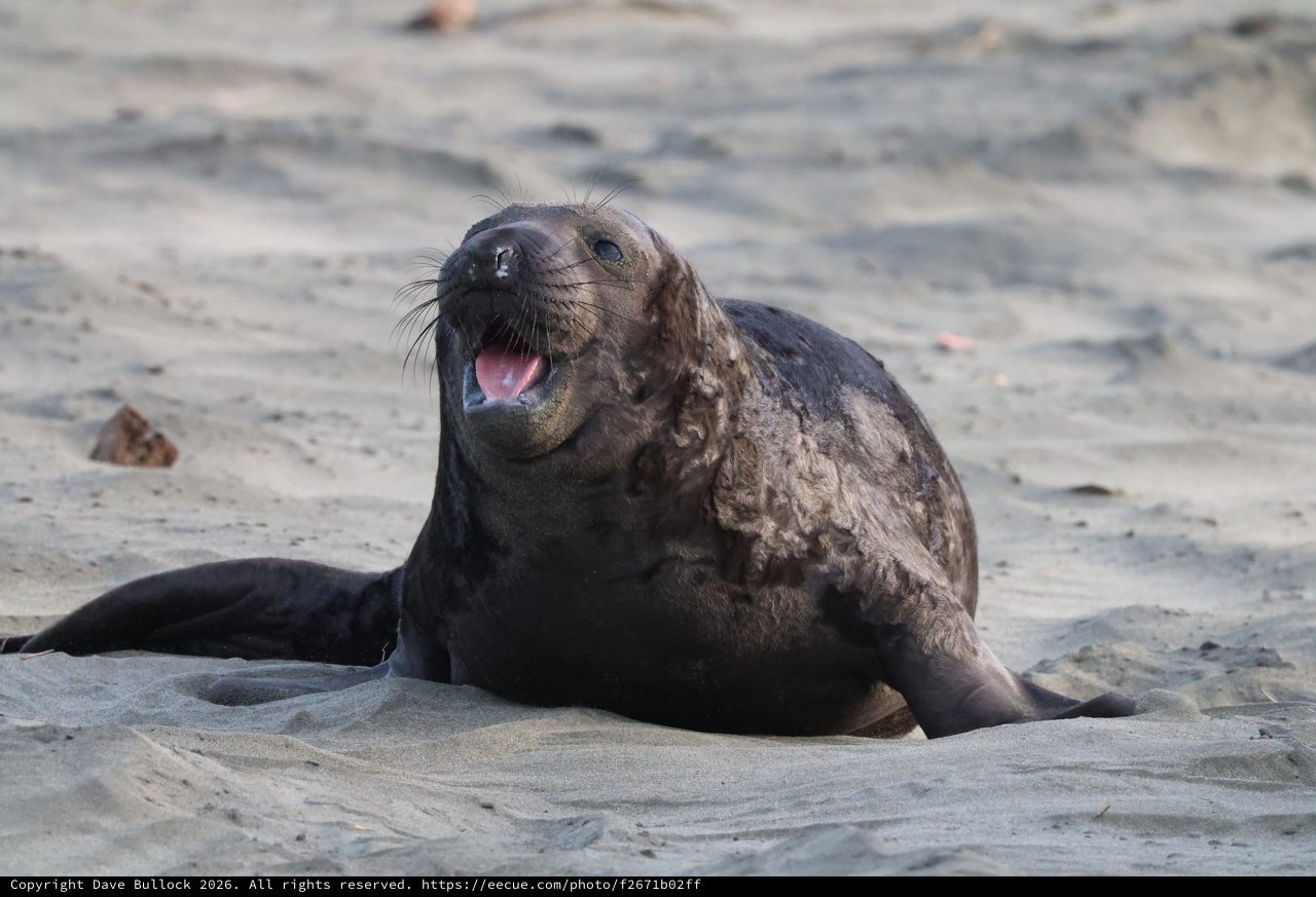 Elephant Seal Pup Vocalizing on Sandy Beach
