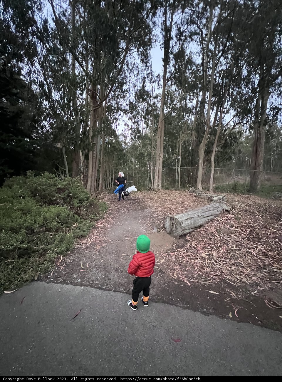 Exploring the Wonder of Wilderness: First Steps into the Forest