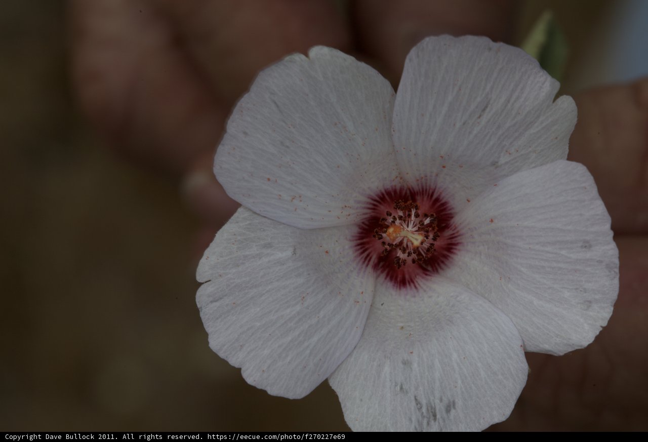 White Geranium with Red Center