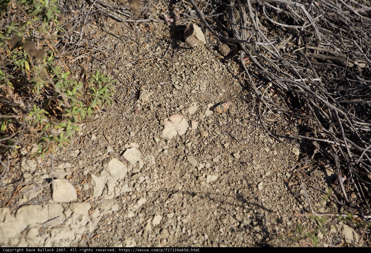Bear on a Dirt Hill