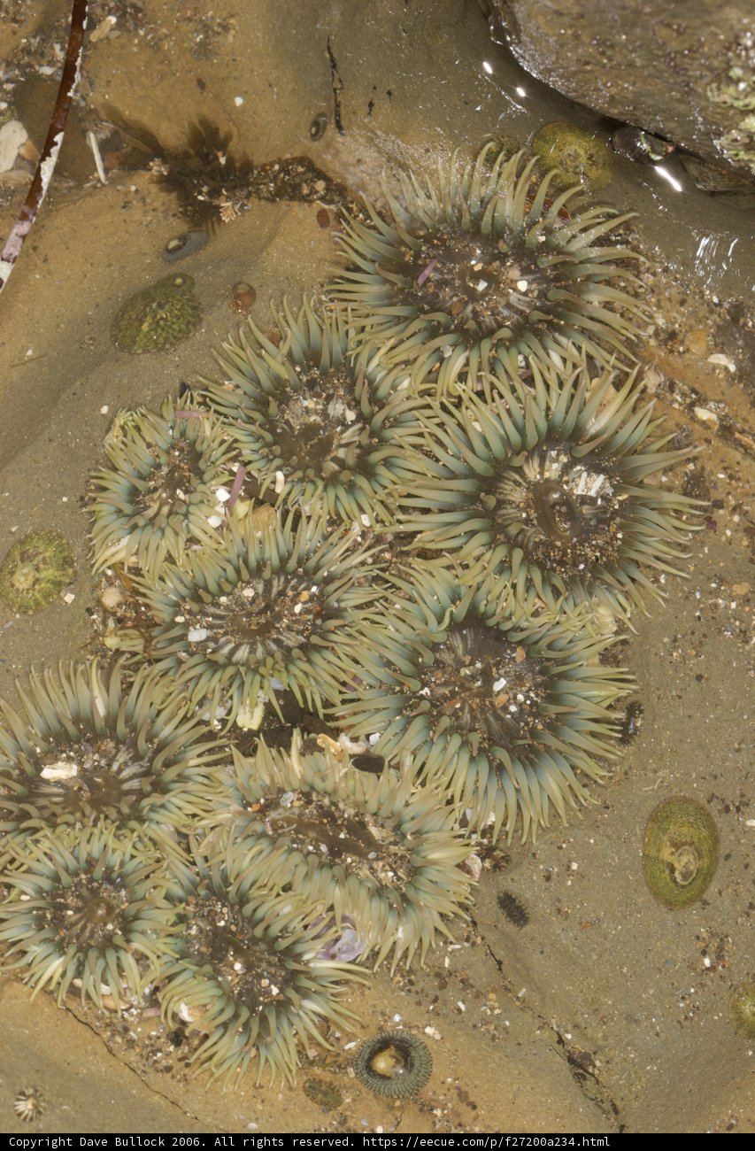 Sea Urchin Party